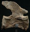 Diplodocus Caudal Vertebra - Dana Quarry #10153-2